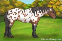 Horse Color:Brown Appaloosa 