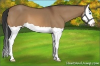 Horse Color:Bay Dun Splash 
