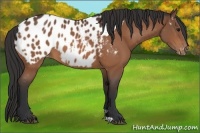 Horse Color:Bay Appaloosa 