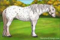 Horse Color:Chestnut Appaloosa