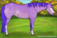 Horse Color:Watercolor White Spotted Bay Dun 