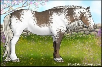 Horse Color:White Spotted Liver Chestnut Rabicano 