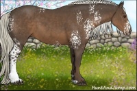 Horse Color:White Spotted Liver Chestnut 