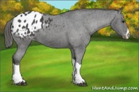 Horse Color:Black Appaloosa 