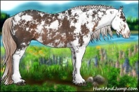 Horse Color:Liver Chestnut Sabino Rabicano