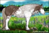 Horse Color:Liver Chestnut Sabino