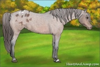 Horse Color:Bay Roan Appaloosa 