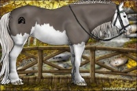 Horse Color:Silver Black Splash
