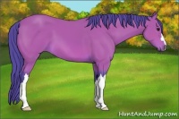Horse Color:Watercolor Bay 