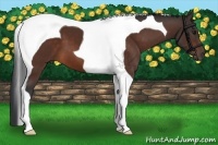 Horse Color:Bay Tobiano 