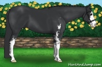 Horse Color:Black Sabino 