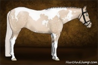 Horse Color:White Spotted Silver Buckskin Pearl Tobiano 