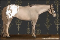 Horse Color:Liver Chestnut Pearl Appaloosa 