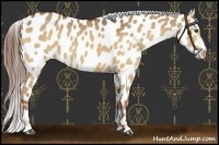 Horse Color:Red Dun Near Leopard 