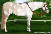 Horse Color:White Spotted Buckskin Pearl 