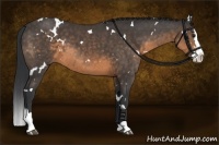 Horse Color:White Spotted Buckskin Splash 