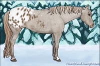 Horse Color:Liver Red Dun Appaloosa 