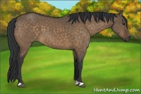 Horse Color:Bay Dun