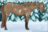 Horse Color:White Spotted Liver Red Dun Rabicano Brindle