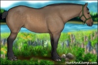 Horse Color:Bay Dun