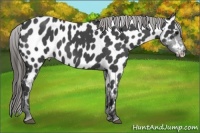Horse Color:Blue Roan Near Leopard 