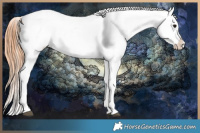 Horse Color:Grullo Sabino Near Leopard 