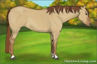 Horse Color:Red Dun 