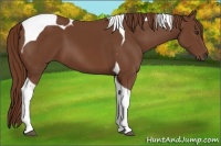 Horse Color:Chestnut Tobiano