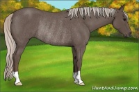 Horse Color:Silver Blue Roan Rabicano 