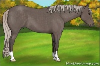 Horse Color:Silver Blue Roan