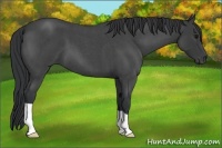 Horse Color:Blue Roan 