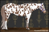 Horse Color:Chestnut Appaloosa 
