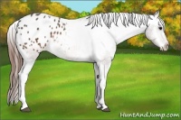 Horse Color:Brown Appaloosa
