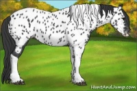 Horse Color:Blue Roan Tobiano Near Leopard 