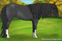 Horse Color:Blue Roan 