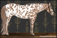 Horse Color:Chestnut Near Leopard 