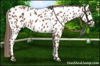 Horse Color:Chestnut Near Leopard 