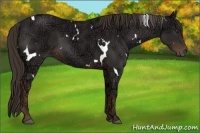 Horse Color:White Spotted Liver Chestnut Ice Rabicano 