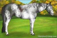 Horse Color:White Spotted Liver Chestnut Sabino 