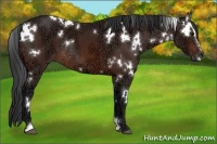 Horse Color:White Spotted Bay Ice Sabino Rabicano