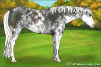 Horse Color:Liver Chestnut Sabino 