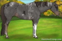 Horse Color:Liver Chestnut Ice Tobiano Rabicano 