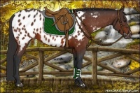 Horse Color:Bay Appaloosa 