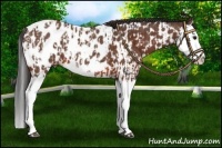 Horse Color:Bay Splash Snowcap  and Bay Splash Near Leopard 