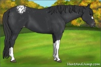 Horse Color:Black Appaloosa