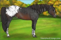 Horse Color:Black Blanket  and Brown Snowcap 