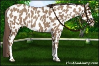 Horse Color:Classic Champagne Appaloosa 