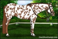 Horse Color:Chestnut Near Leopard 