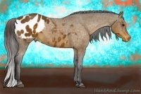 Horse Color:Buckskin Appaloosa