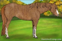 Horse Color:Chestnut and Chestnut